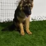 GSD long Hair Puppy