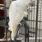 (Cockatoo) كوكاتو