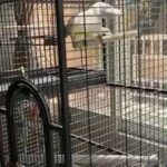 cockatoo for sale