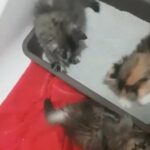 Persian kittens 45 days