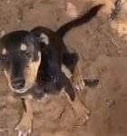 Rottweiler Mix Puppy