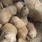 45 days golden retriever female available