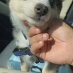 Serbian husky for sale, 3 months old, with passport