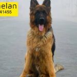 MALE GERMAN SHEPERD SHOW LINE STUD ONLY