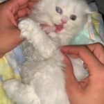 Scottish Fold For Sale