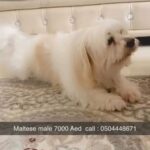 Maltese male one year old