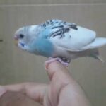 hand tamed baby budgie
