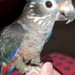 ‏ Dusky Pionus Parrot دكسي بيونس من النوادر