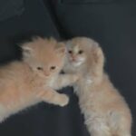 Persian and Scottish cute kittens