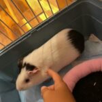 Selling Guinea Pig