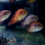 ornamental fish