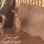 ذكور دوماني