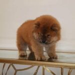 chow chow 45 days