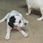 I Dalmatian puppies for sale age 35 days