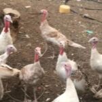 turkey’s ready for breeding and eating