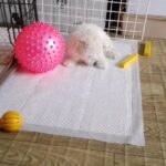 WHITE TOY POODLE PUPPY AVAILABLE