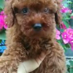 ADORABLE PURE BREED RED TOY POODLE PUPPY