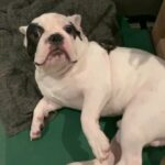 French Bulldog 8mos