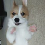 Looking for a Corgi puppy (male)