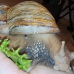 Giant African snail