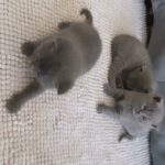 DARK GREY BLUE BRITISH SHORTHAIR