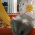 pair russin dwarf hamster with new cage