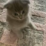 Scottish fold kitten for sale