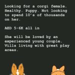Looking for Corgi puppy