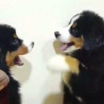 BERNESE PUPPIES IMPORTED