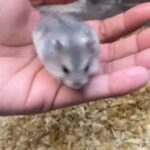 hamster