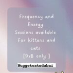 Frequency and Energy Sessions for cats
