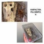 Spider ‏HARPACTIRA PULCHRIPES