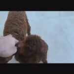 supper mini toy poodle 1yr and 3months femal