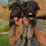 pure king size german shepherd puppies