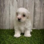 - SOLD - Maltese Mini