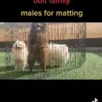 males for mating