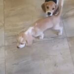Beagle Siblings