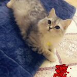 Persian shinshilla 5 month