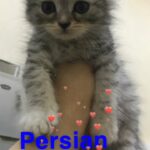Persian shinshilla