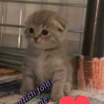Scottish fold female 35 days eating food and dry food use liter box well
