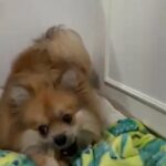 Male Pomeranian for Mating