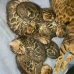 high and pure bengals available