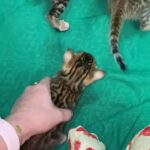 bengal kittens last 2 female available