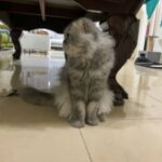 Scottish fold for mate للتزاوج