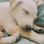Labrador female puppy 45 days , please call me on 0545063330