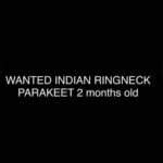 Wanted Indian Ringneck 2 Months old