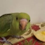 WANTED Indian Ringneck Parakeet 2 months old