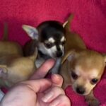 Chihuahua 45 day old 4 male