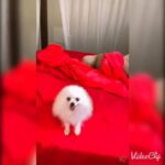 SUPER MINI Pomeranian 1 year 3 months imported from Ukraine