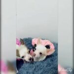 Mini Chihuahua 6 months